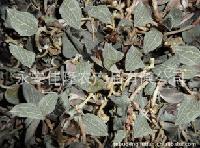 农产品公司批发价格策略与食用农产品批发市场分析